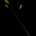 Img.VTax3923.ExN.Img1