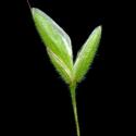 Img.VTax3971.ExN.Img9