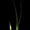 Img.VTax3993.ExN.Img10