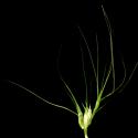 Img.VTax3993.ExN.Img5