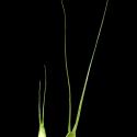 Img.VTax3993.ExN.Img6
