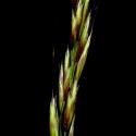 Img.VTax4028.ExN.Img5
