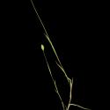 Img.VTax4030.ExN.Img1