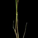 Img.VTax4031.ExN.Img8