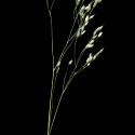 Img.VTax4048.ExN.Img2