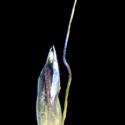 Img.VTax4066.ExN.Img7