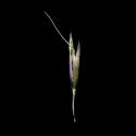 Img.VTax4068.ExN.Img2