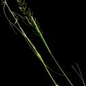 Img.VTax4072.ExN.Img1