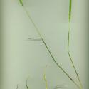 Img.VTax4093.ExN.Img3