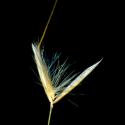 Img.VTax4135.ExN.Img7