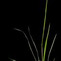 Img.VTax4142.ExN.Img3