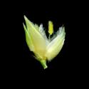 Img.VTax4202.ExN.Img1