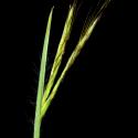 Img.VTax4206.ExN.Img6