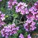 Img.VTax929.ExN.Img2