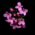 Img.VTax929.ExN.Img3