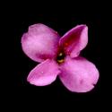 Img.VTax929.ExN.Img7