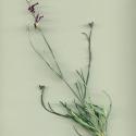 Img.VTax1048.ExN.Img1