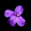 Img.VTax1056.ExN.Img2
