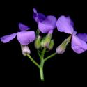 Img.VTax1056.ExN.Img7