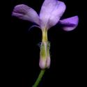 Img.VTax1056.ExN.Img8
