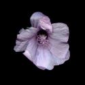 Img.VTax1329.ExN.Img3
