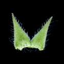 Img.VTax1329.ExN.Img9