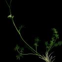 Img.VTax1539.ExN.Img5