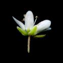 Img.VTax1866.ExN.Img9