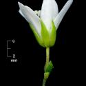 Img.VTax1874.ExN.Img1