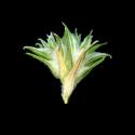 Img.VTax1879.ExN.Img6