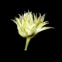Img.VTax1879.ExN.Img8