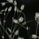 Img.VTax1976.ExN.Img1