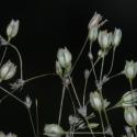 Img.VTax1976.ExN.Img4