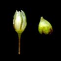 Img.VTax1976.ExN.Img6
