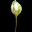 Img.VTax1976.ExN.Img7