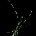 Img.VTax2059.ExN.Img1