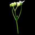 Img.VTax2818.ExN.Img7