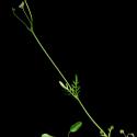Img.VTax2893.ExN.Img6