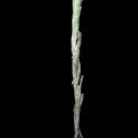 Img.VTax3023.ExN.Img1