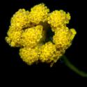 Img.VTax3107.ExN.Img9