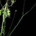Img.VTax3251.ExN.Img8