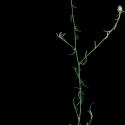 Img.VTax3252.ExN.Img8