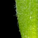 Img.VTax3532.ExN.Img7