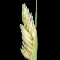Img.VTax3828.ExN.Img9