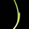 Img.VTax3855.ExN.Img5