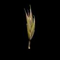 Img.VTax3855.ExN.Img7