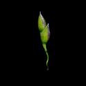 Img.VTax4114.ExN.Img10