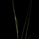 Img.VTax4128.ExN.Img1