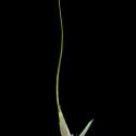 Img.VTax4134.ExN.Img1