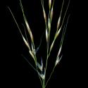 Img.VTax4134.ExN.Img7
